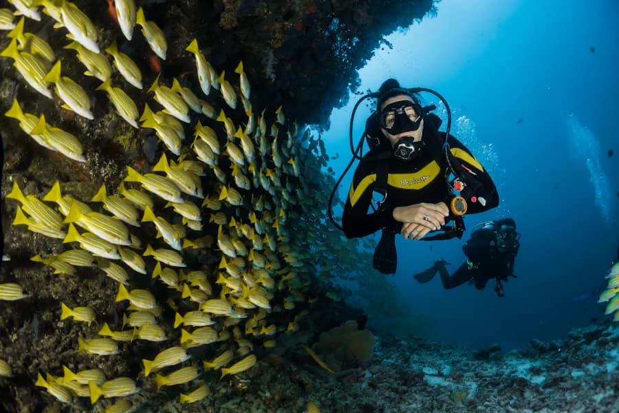 Diving and marine life
