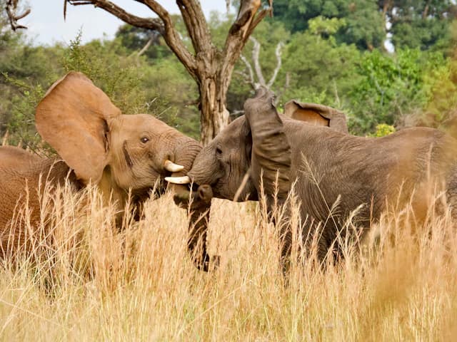 Africa Wildlife Safari Holidays