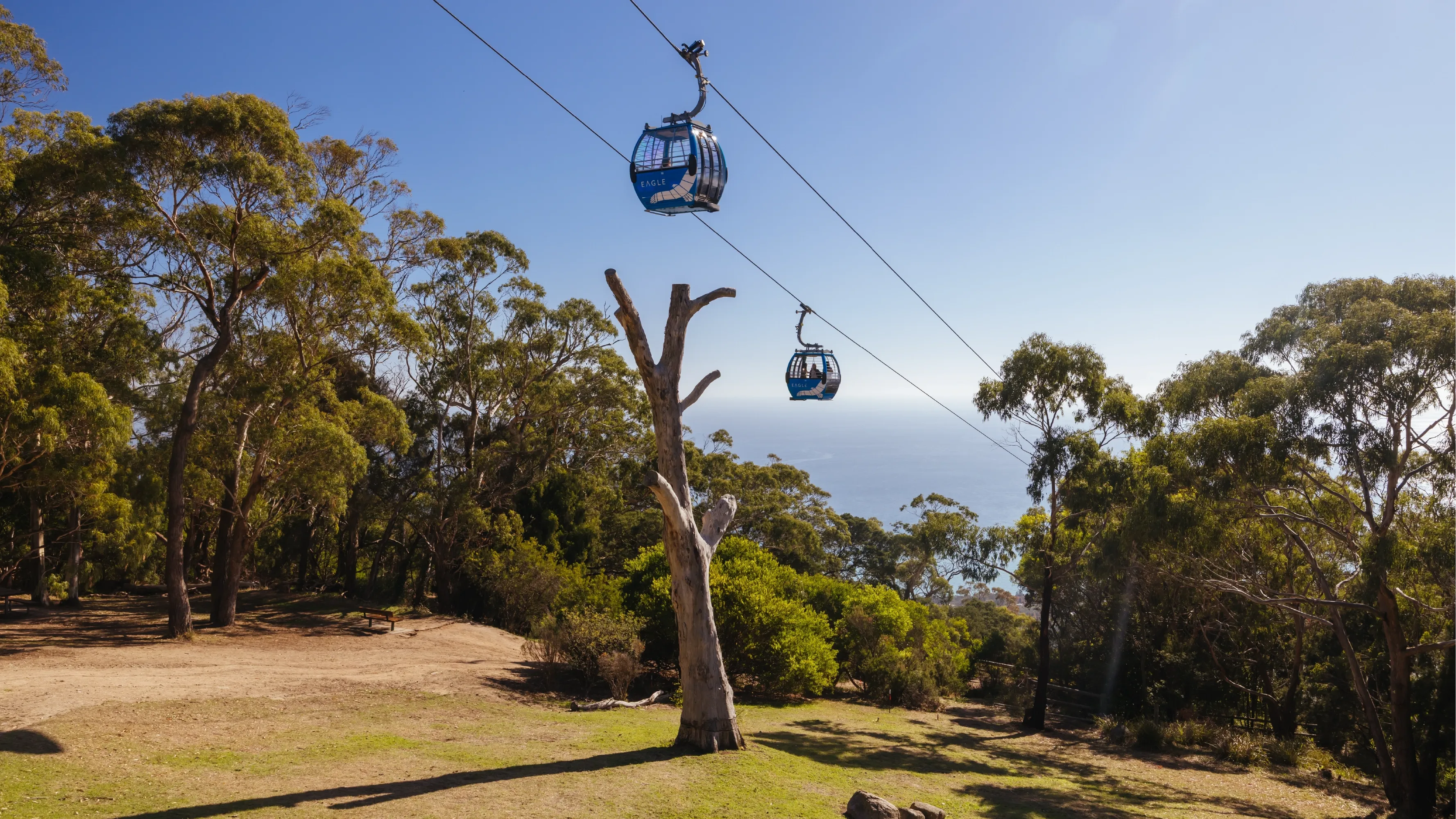 Soar Above the Coast on Arthurs Seat Eagle