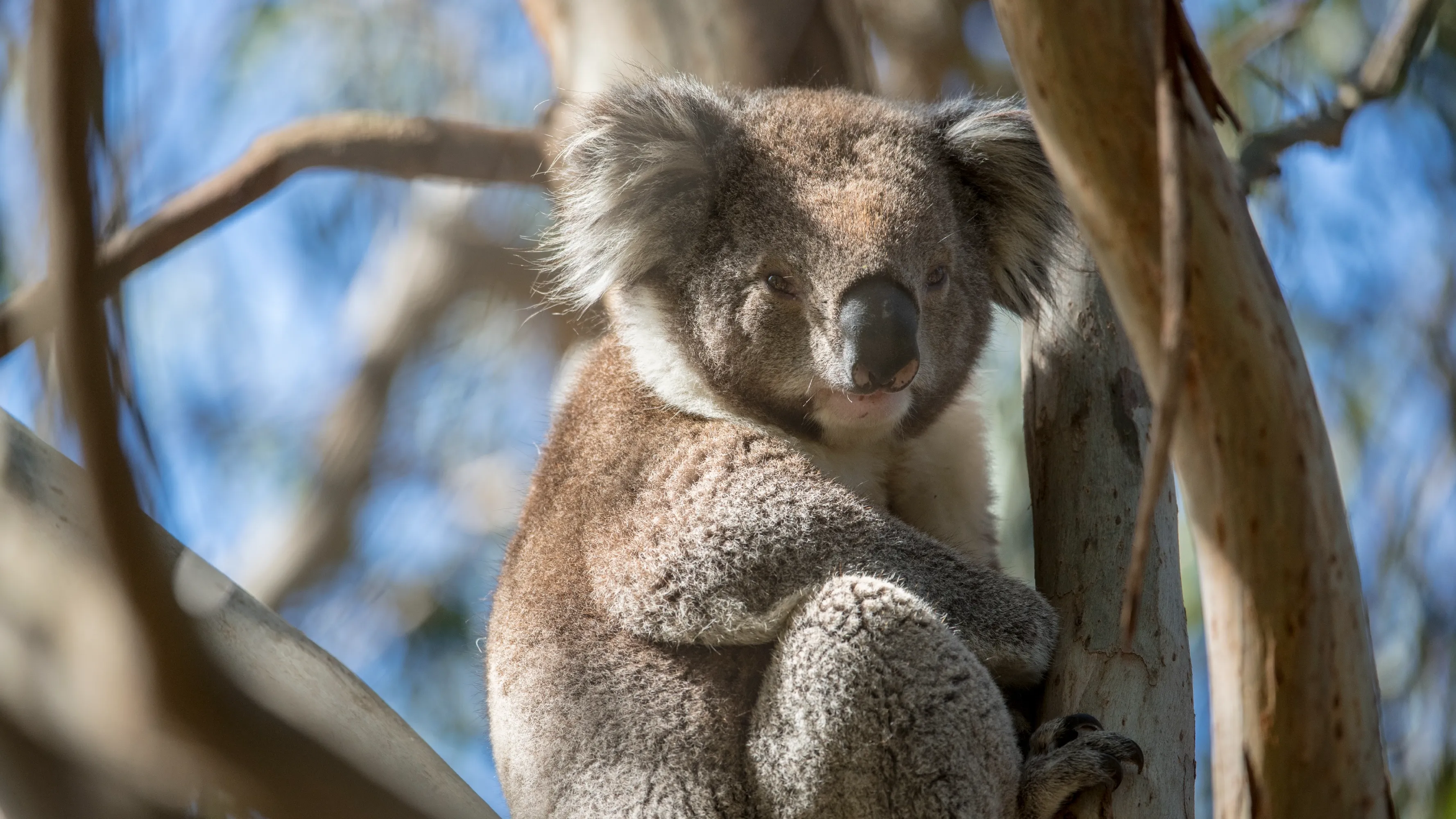 Discover Wildlife Wonders at Melbourne’s Premier Zoo